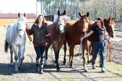 Les chevaux à la fête plaine du Séqué - Sud Ouest | Cheval et sport | Scoop.it