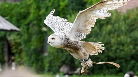 La chouette rendue c&eacute;l&egrave;bre par &laquo;&nbsp;Harry Potter&nbsp;&raquo; d&eacute;sormais prot&eacute;g&eacute;e | Biodiversit&eacute; | Scoop.it