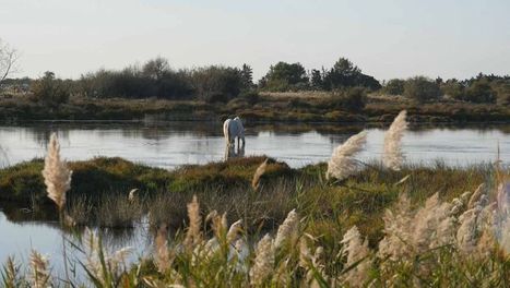 Paysages d'ici et d'ailleurs : La Camargue | Camargue Nature | Scoop.it