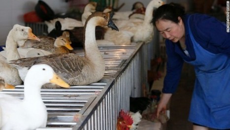 Scientist: Poultry trade may be spreading deadly bird flu | Virology News | Scoop.it