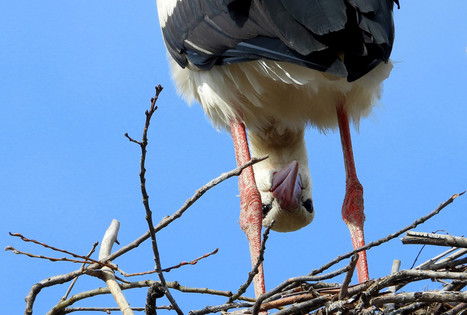 Webcams en directo para sentirnos más cerca de las aves | Bichos en Clase | Scoop.it