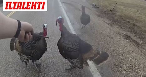 Video: Kalkkunat uhittelivat poliisille | 1Uutiset - Lukemisen tähden | Scoop.it