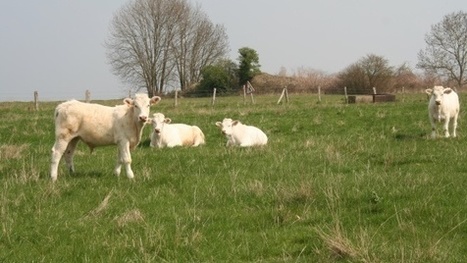 Filières viandes - Une hausse de la production bovine attendue en 2014 | La Gazette des abattoirs | Scoop.it
