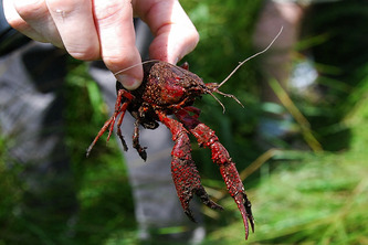 Ce nuisible pond 1 500 oeufs / an par femelle depuis 50 ans, au point de devenir le cauchemar de la Nouvelle-Aquitaine : Procambarus clarkii | Environnement - D&eacute;veloppement durable - Climat | Scoop.it