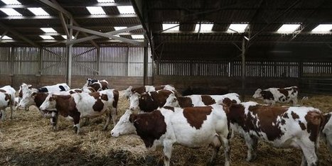 Exploitations laitières : Les pâturages, la solution économique et écolo  ? | Lait de Normandie... et d'ailleurs | Scoop.it