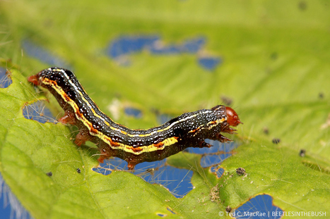 Quick Guide to Armyworms on Soybean / Guide sommaire des chenilles ravageuses du soja | Insect Archive | Scoop.it