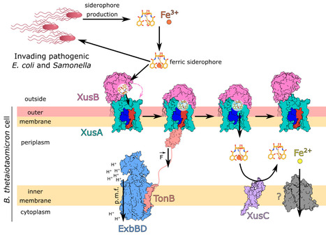 Structural basis of iron piracy by human gut Bacteroides | pnas | RMH | Scoop.it