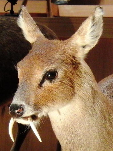 ”Vampyyrikauris” näyttää epätodelliselta – kuin bambi olisi käynyt pilailupuodissa | HS.fi | 1Uutiset - Lukemisen tähden | Scoop.it
