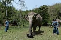 Du café extrait de bouses d'éléphants thaïlandais vendu à prix d'or | KILUCRU | Scoop.it