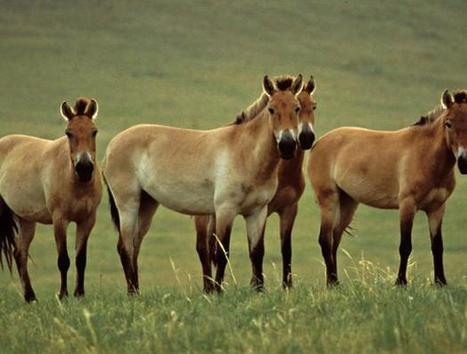 Detallan mapa genético de caballos salvajes | YVKE Mundial | Caballo, Caballos | Scoop.it
