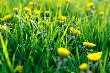 La pollution lumineuse nuit à la pollinisation diurne (étude) | EntomoNews | Scoop.it