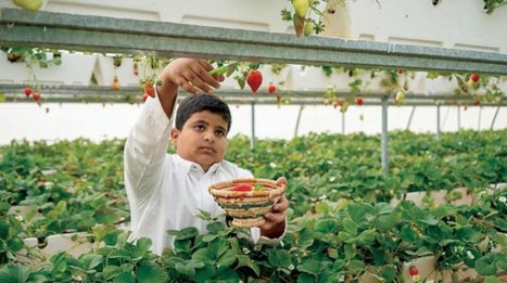 SAUDI ARABIA: $1 bn plan to increase AGRICULTURAL production in greenhouses | CIHEAM Press Review | Scoop.it