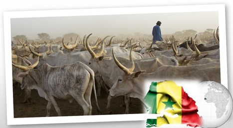 Sénégal : Objectif autosuffisance en lait dans 3 à 5 ans | Lait de Normandie... et d'ailleurs | Scoop.it