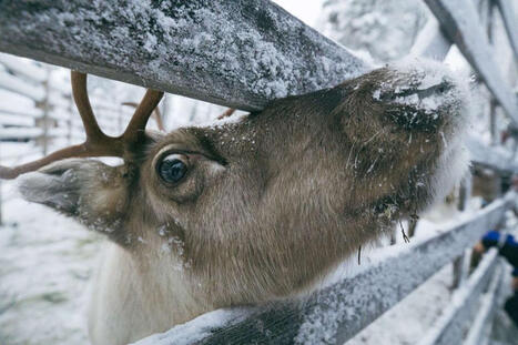 Posketon porohuijaus paljastui Lapissa | 1Uutiset - Lukemisen tähden | Scoop.it