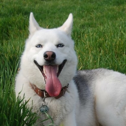 best collar for husky