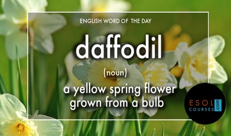 #English word of the day - daffodil | English Word Power | Scoop.it