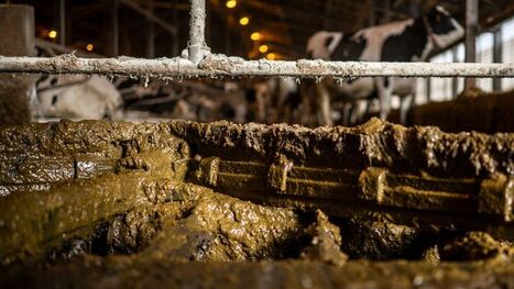 The Japanese town turning cowpats into hydrogen fuel | Elevage et environnement | Scoop.it