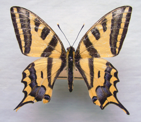 En quête de Papilio alexanor destelensis et Parnassius sacerdos gazeli - Les Lépidoptéristes de France | Variétés entomologiques | Scoop.it