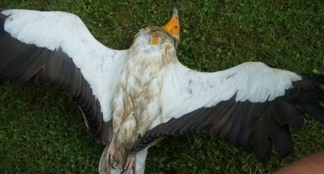 La Commission Europ&eacute;enne doit intervenir pour stopper l&rsquo;empoisonnement des oiseaux - LPO | Plan&egrave;te, Nature et Biodiversit&eacute; | Scoop.it
