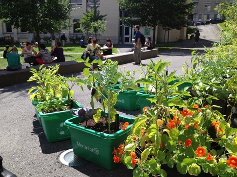 Podcast sur l'avenir de nos villes et sur le rôle de l'agriculture urbaine dans leur approvisionnement alimentaire ? | ESPACES VEGETALISES URBAINS | Scoop.it