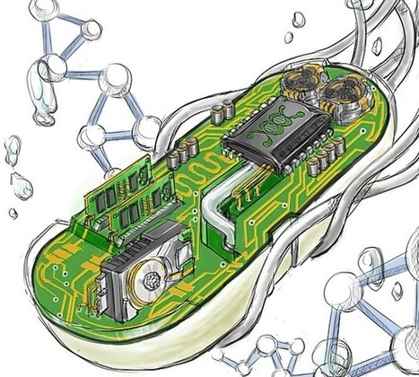Des scientifiques ont construit un ordinateur biologique dans une cellule | Chair et M&eacute;tal - L'Humanit&eacute; augment&eacute;e | Scoop.it