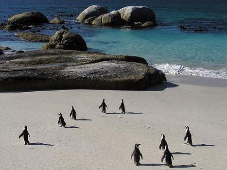 Boulder Beach (South Africa) | Life is a beach | Scoop.it