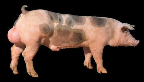 Space 2023 : Notre sélection de nouveautés génétiques et sanitaires pour les élevages de porcs | Actualité Bétail | Scoop.it