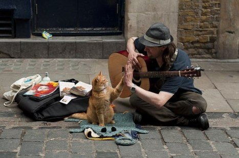 Quand ce musicien sans-abri sauve ce chat errant, il ne sait pas encore que ce dernier va changer sa vie… | Koter Info - La Gazette de LLN-WSL-UCL | Scoop.it