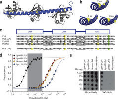 Polyubiquitin-sensor proteins reveal localization and linkage-type dependence of cellular ubiquitin signaling [Nat Methods. 2012] | Plant Cell Biology and Microscopy | Scoop.it