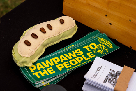 Forget pumpkins and apples - fall belongs to the Pawpaw, Ohio’s tropical native fruit | Industry 411 - Waste Management | Scoop.it