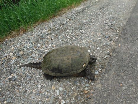 Écologie routière: un nouveau passage à tortues sous la route 245 à Bolton-Est | Biodiversité | Scoop.it