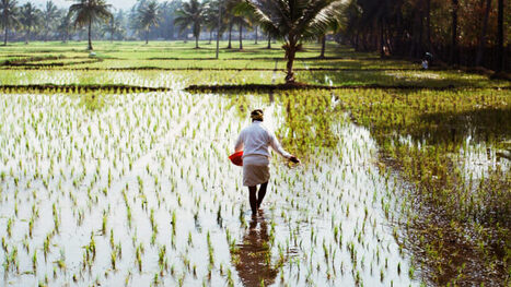 ASIA: Why Indian agriculture may need a new export-import policy  | ASIES | Scoop.it
