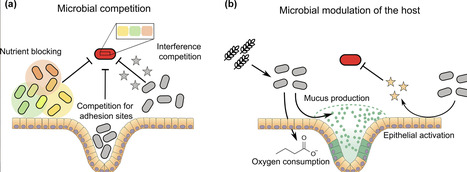 Microbiome ecology and antibiotic treatment failure: resistance spread, microbial competition and community engineering | msc | RMH | Scoop.it