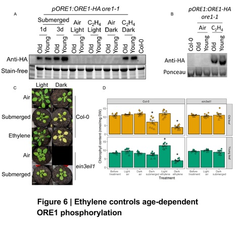 Ethylene-mediated phosphorylation of ORESARA1 induces sequential leaf death during flooding in Arabidopsis - Preprint | Plant hormones (Literature sources on phytohormones and plant signalling) | Scoop.it