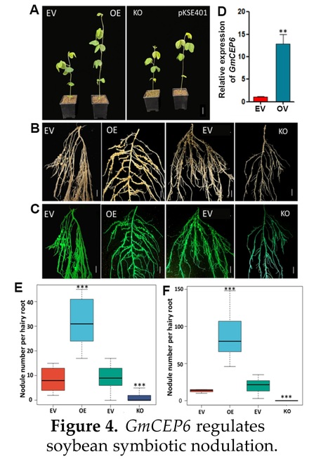 Soybean CEP6 Signaling Peptides Positively Regulate Nodulation | Plant hormones (Literature sources on phytohormones and plant signalling) | Scoop.it