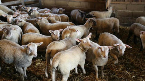 Nouveau repli des abattages d’agneaux en décembre 2023 | Actualité Bétail | Scoop.it