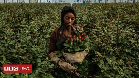 Brexit: Will it affect the Kenyan flower trade? | International Economics: IB Economics | Scoop.it