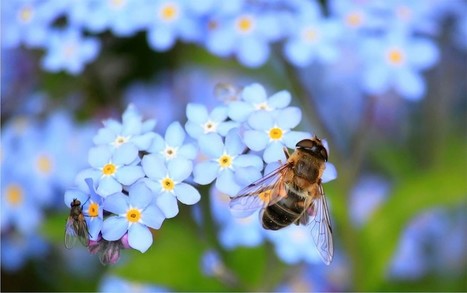 Décryptage d’un mécanisme de multiplication cellulaire commun à la plante et l’animal | Life Sciences Université Paris-Saclay | Scoop.it
