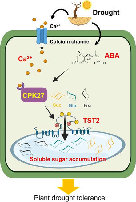 Phosphorylation of sugar transporter TST2 by protein kinase CPK27 enhances drought tolerance in tomato  | Plant hormones (Literature sources on phytohormones and plant signalling) | Scoop.it