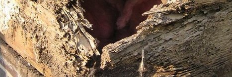 Une nouvelle m&eacute;thode d&rsquo;investigation pour le diagnostic termites &ndash; ETI Construction | Vari&eacute;t&eacute;s entomologiques | Scoop.it