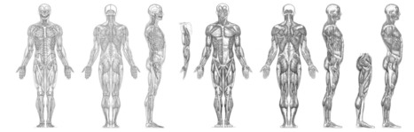 My Muscle Anatomy Reference Hi Rez | Drawing References and Resources | Scoop.it