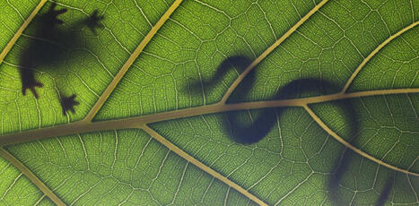 Serpents, araign&eacute;es&hellip; D&rsquo;o&ugrave; viennent nos peurs de certains animaux&nbsp;? | Biodiversit&eacute; | Scoop.it