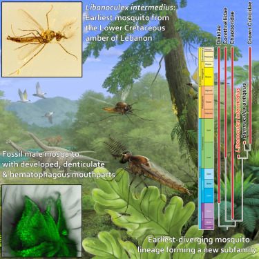 Le plus vieux fossile de moustique d&eacute;couvert dans l'ambre du Liban | EntomoNews | Scoop.it