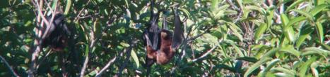 Un micro-projet en faveur de la conservation d’une chauve-souris très menacée de La Réunion : la Roussette noire. TEMEUM | Biodiversité | Scoop.it