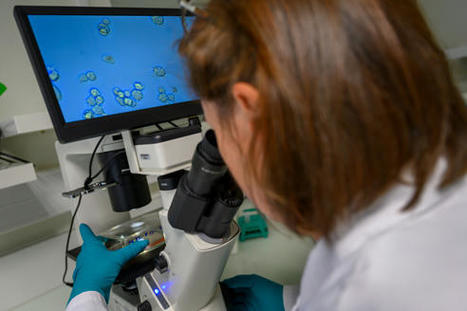 Nanotubes de carbone : améliorer la connaissance des effets sur la santé | INRS | Prévention du risque chimique | Scoop.it