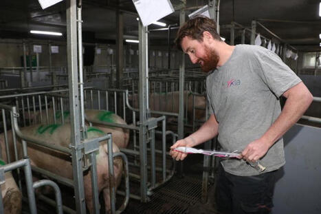 &laquo; Nous appr&eacute;cions le gain de temps lors des ins&eacute;minations &raquo; | SCIENCES DE L' ANIMAL | Scoop.it