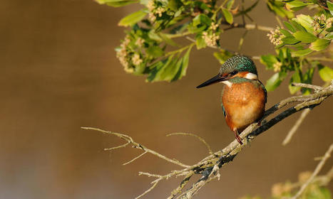 La Leyre, trésor de nature à préserver / Actus du Parc Naturel Régional des Landes de Gascogne | Landes | Scoop.it