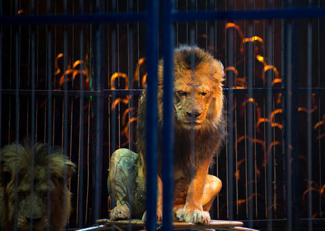 Accueil des cirques animaliers : l'AMF tente de temporiser | Veille juridique du CDG13 | Scoop.it