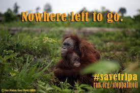PALM OIL ECOCIDE -THE DEFORESTATION HOLOCAUST -  Fast-Tracking Our Own Extinction | BIODIVERSITY IS LIFE  – | Scoop.it
