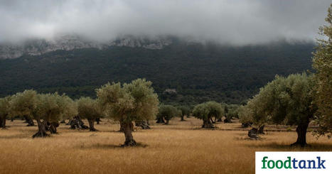Project Boosts Biodiversity and Profits in SPANISH Olive Groves  | CIHEAM Press Review | Scoop.it